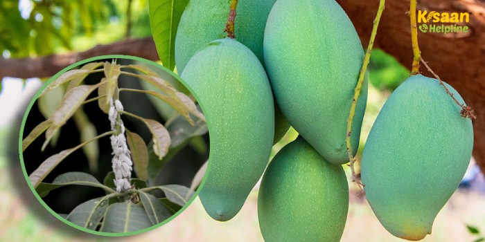 दिसंबर का महीना, आम में लगने वाले मिली बग कीट के प्रबंधन के लिए बहुत ही महत्वपूर्ण अन्यथा मंजर आने के बाद होगा भारी नुकसान